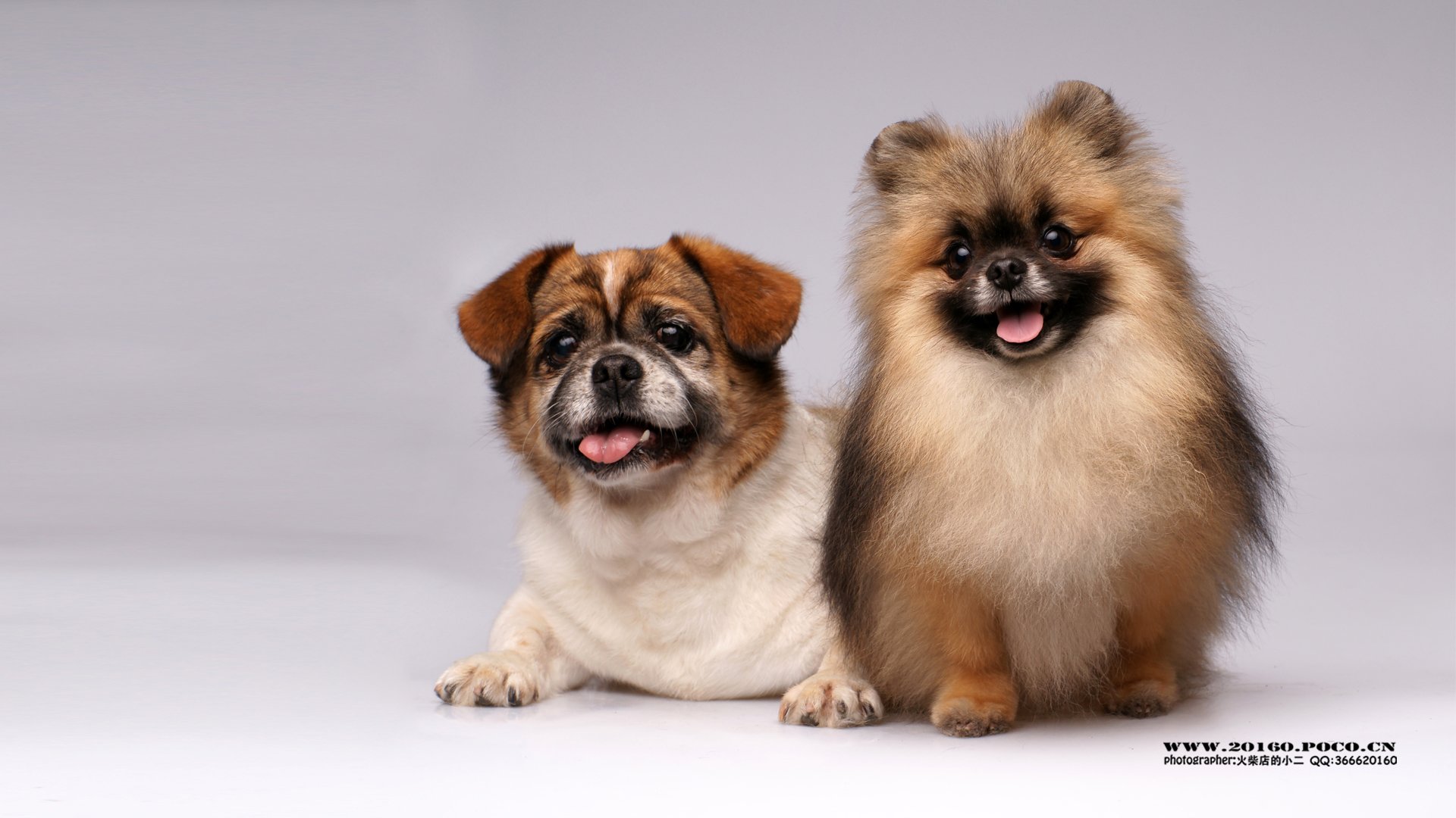 萌宠,摄影,狗,汪星人,火柴摄影,独家首发,@摄影师火柴店的小二,儿童桌面专用