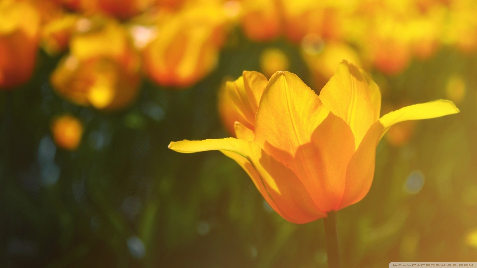 风景,花,花卉,春天,春意盎然,儿童桌面专用