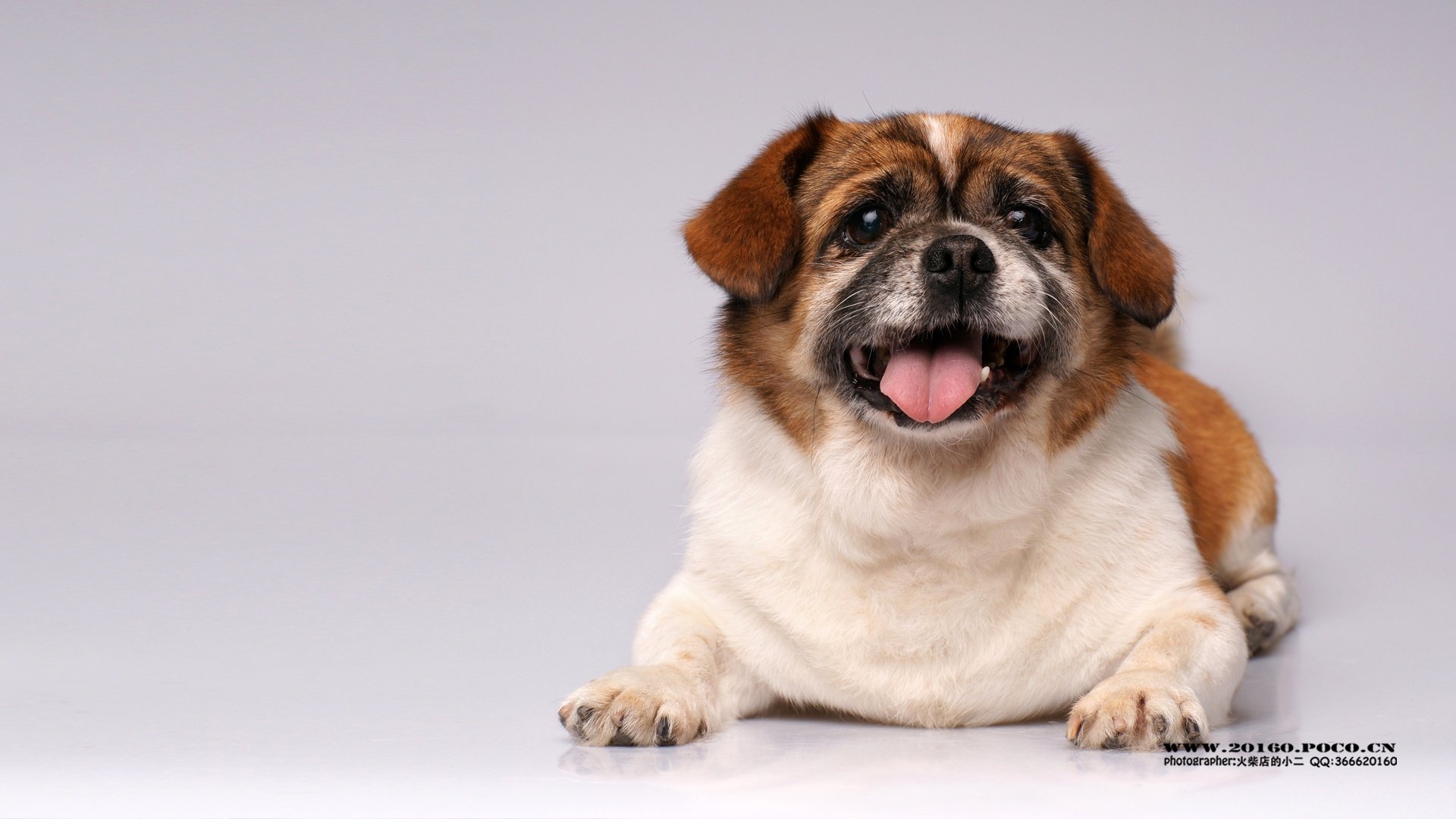 萌宠,汪星人,独家首发,@@摄影师火柴店的小二,儿童桌面专用