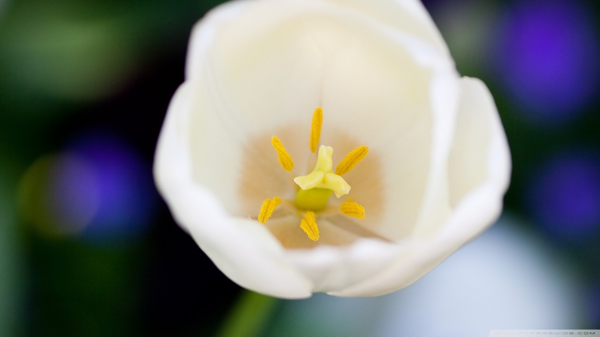 小清新,清新淡雅,花,儿童桌面专用