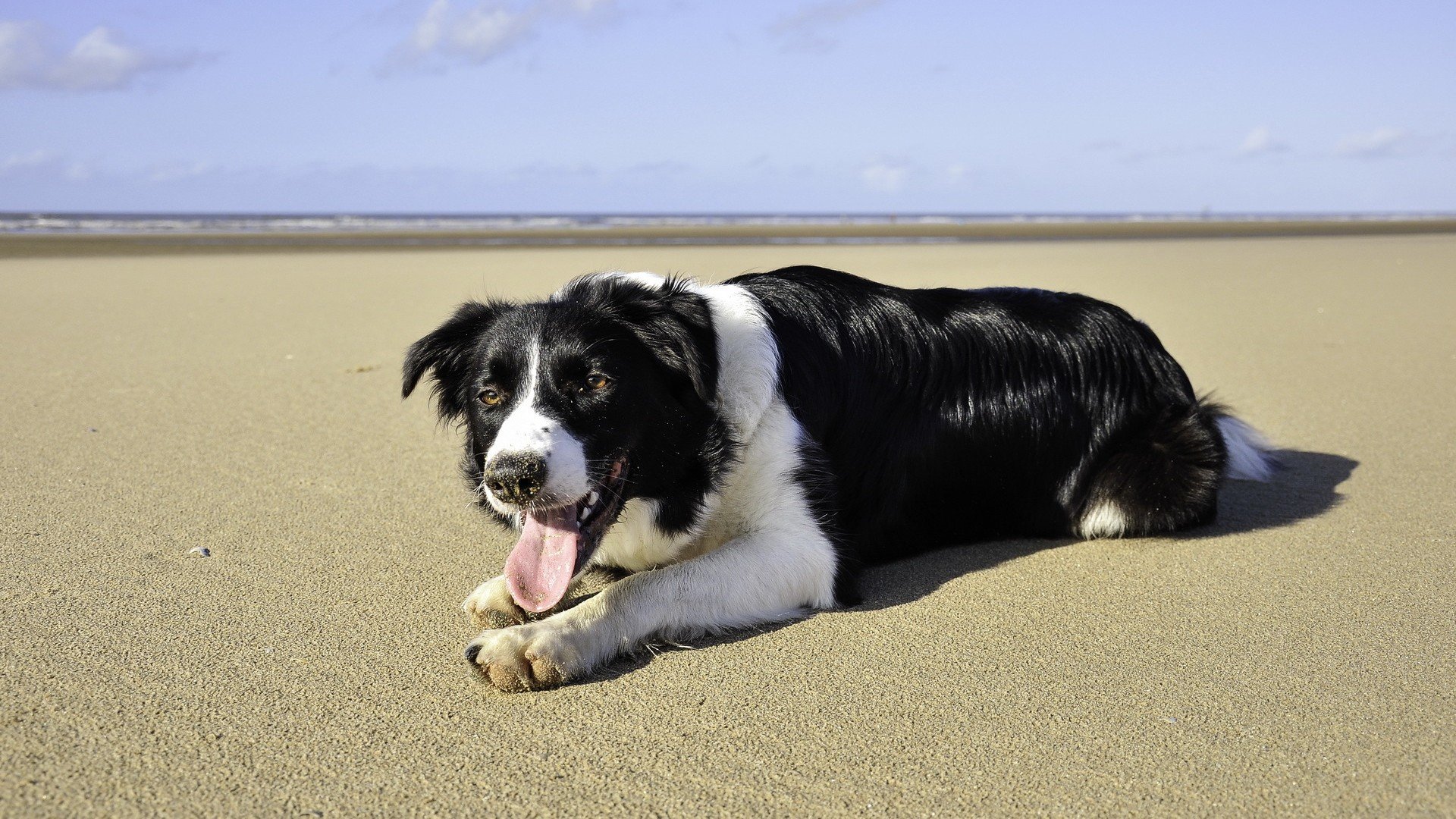 萌宠,汪星人,卖萌,儿童桌面专用
