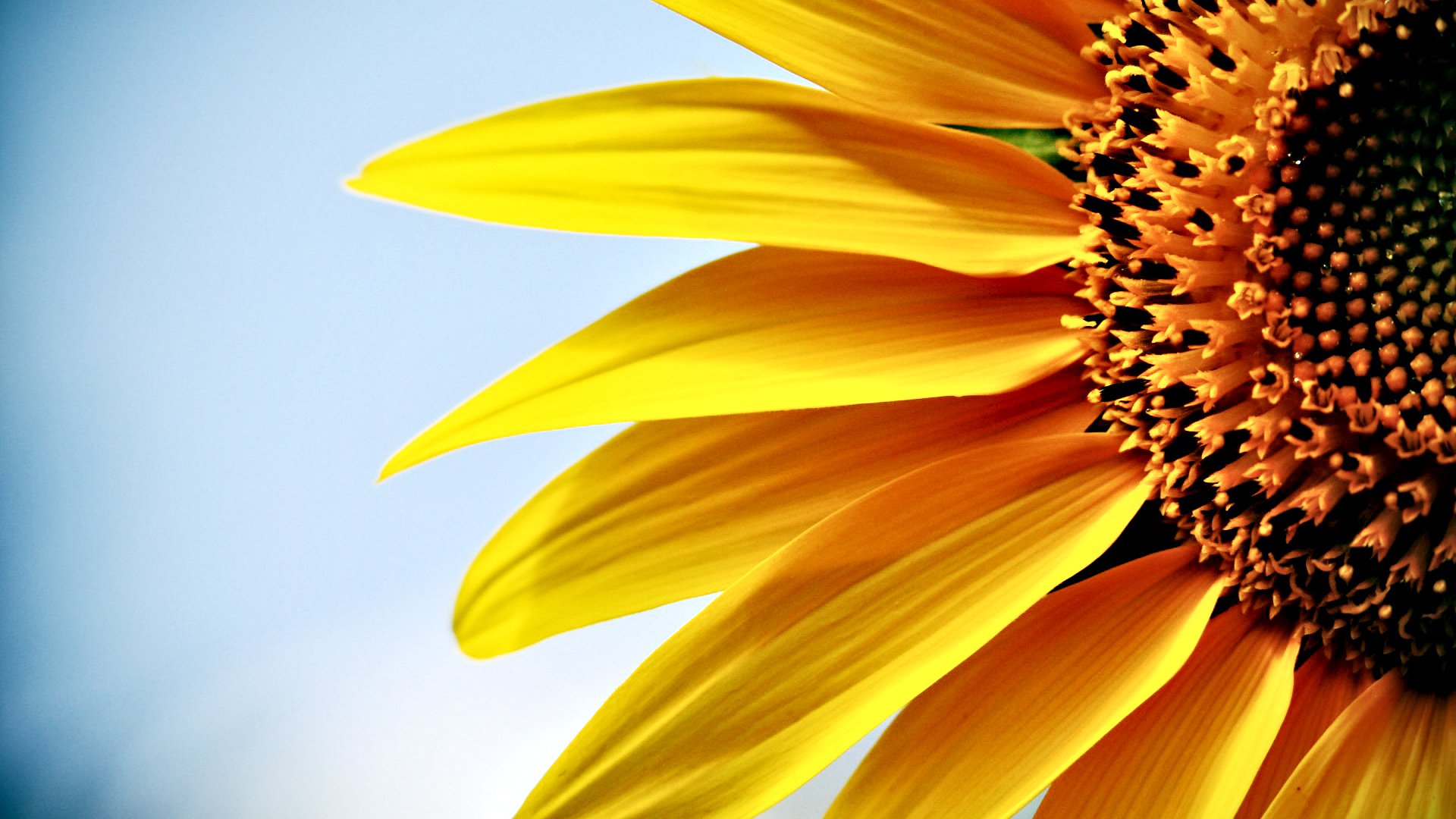 小清新,清新淡雅,花,儿童桌面专用