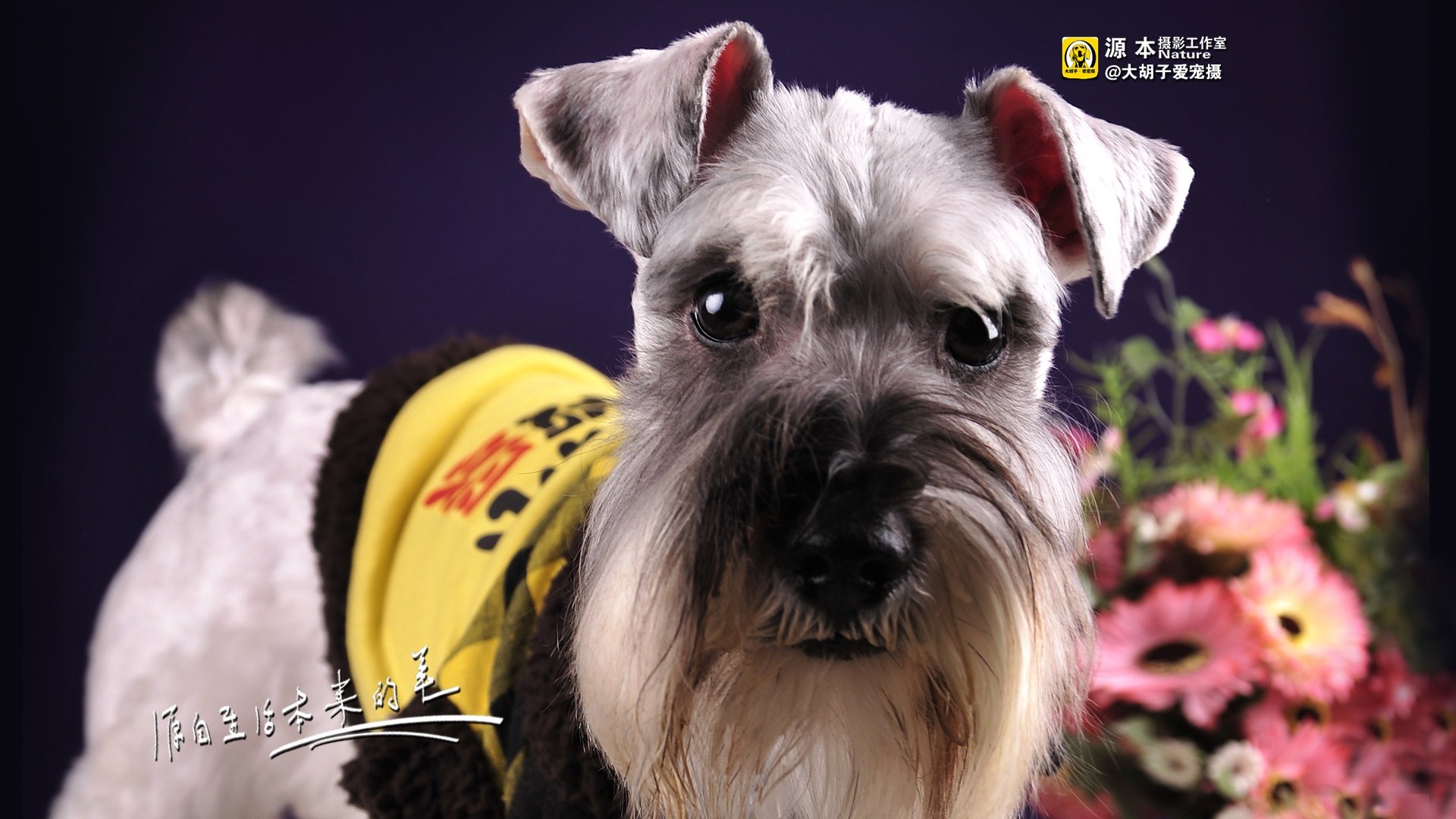 萌宠,源本摄影,狗狗,狗,雪纳瑞,独家首发,@大胡子爱宠摄,儿童桌面专用
