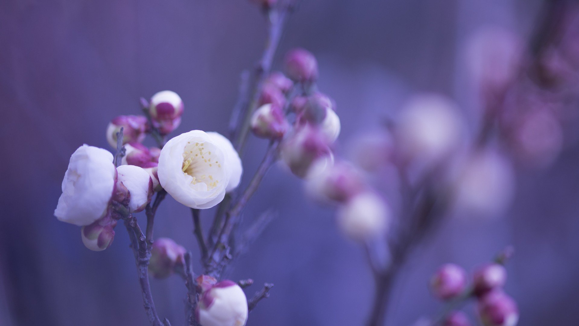 小清新,娇艳欲滴,花,儿童桌面专用