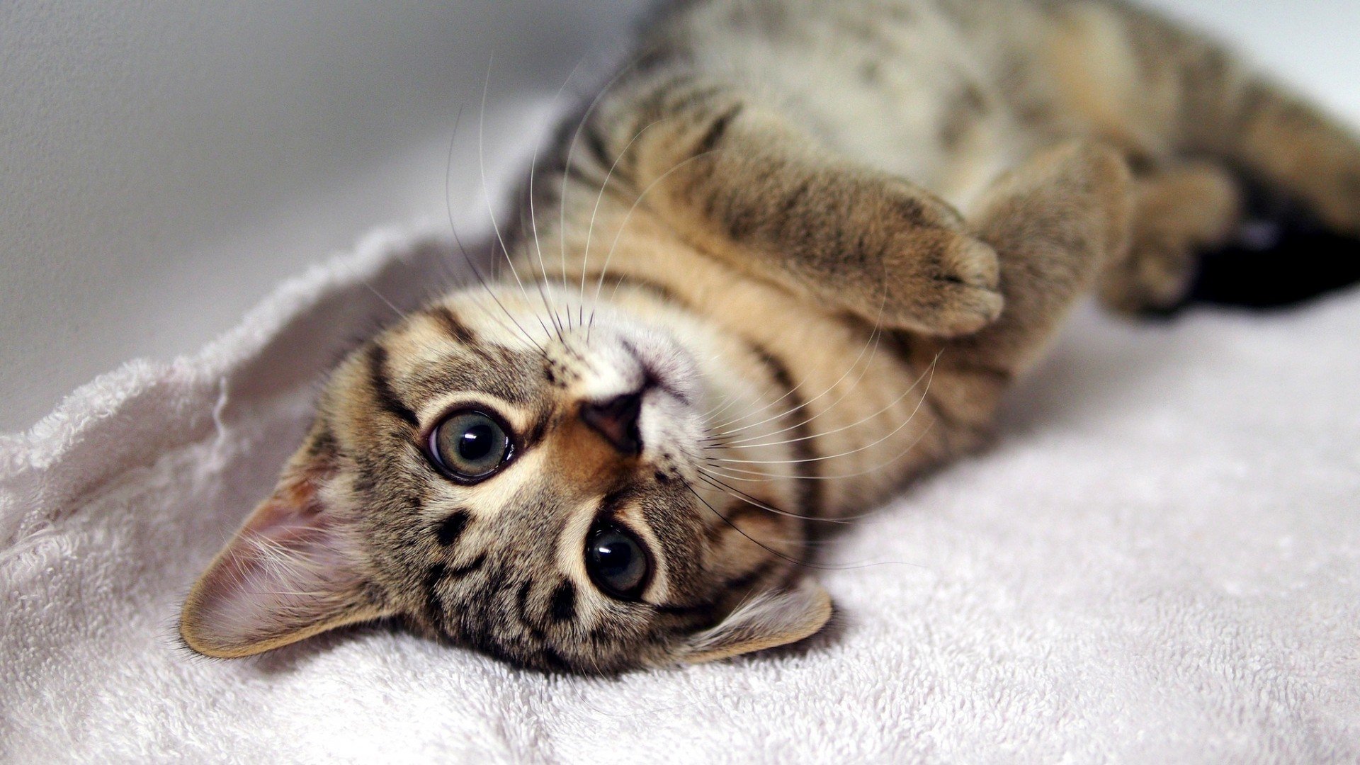 萌宠,喵星人,卖萌,儿童桌面专用