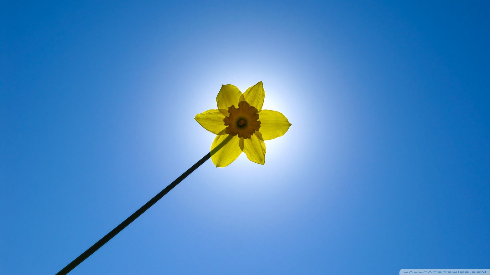 风景,春意盎然,儿童桌面专用