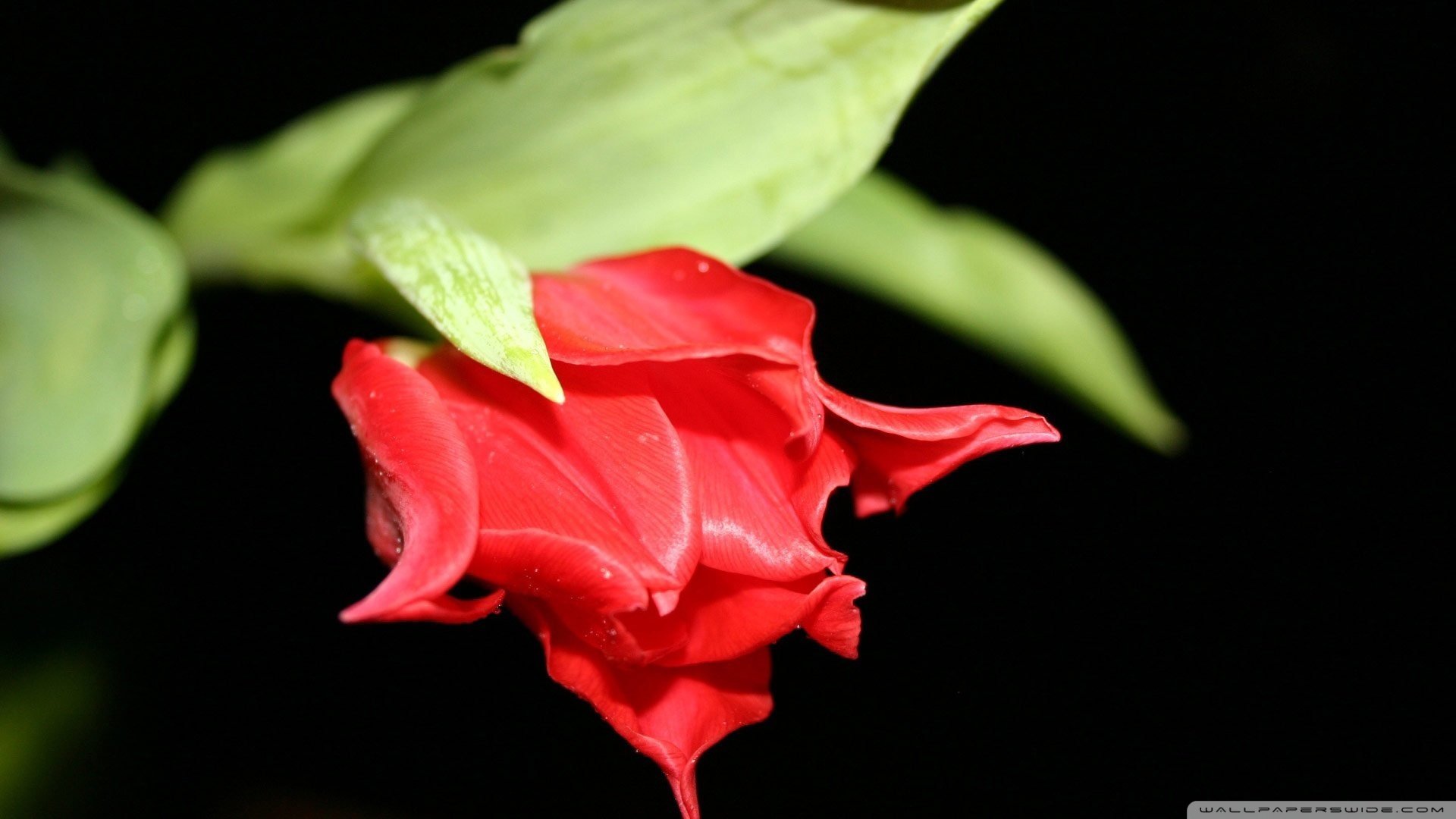 小清新,娇艳欲滴,儿童桌面专用