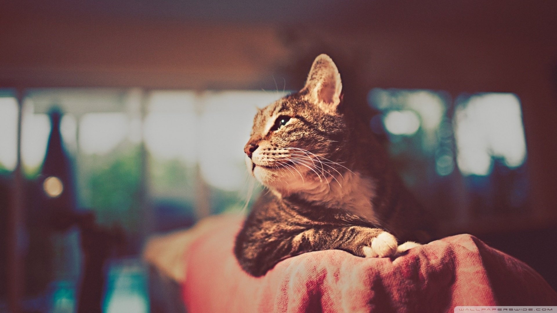 萌宠,猫,喵星人,可爱,卖萌图,古灵精怪,儿童桌面专用