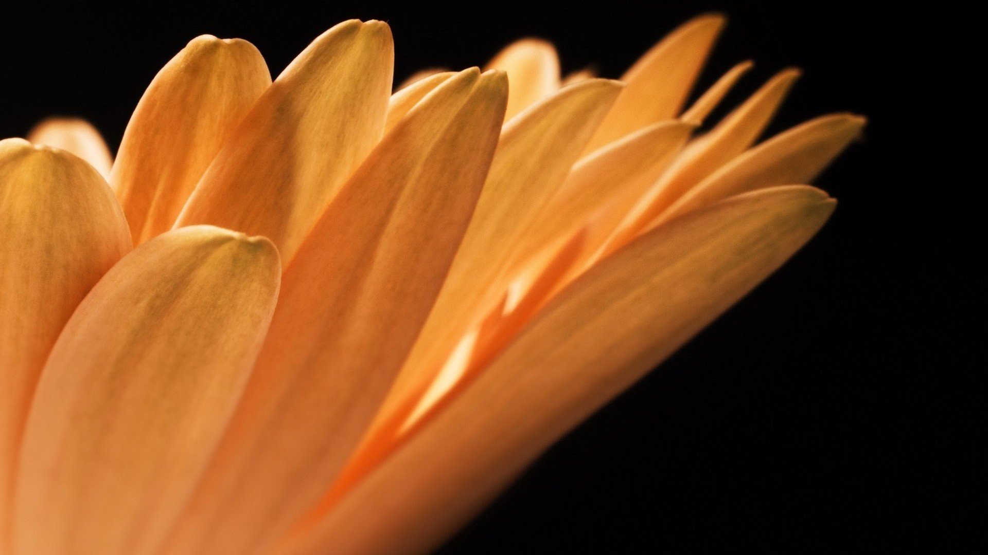 小清新,娇艳欲滴,花,儿童桌面专用