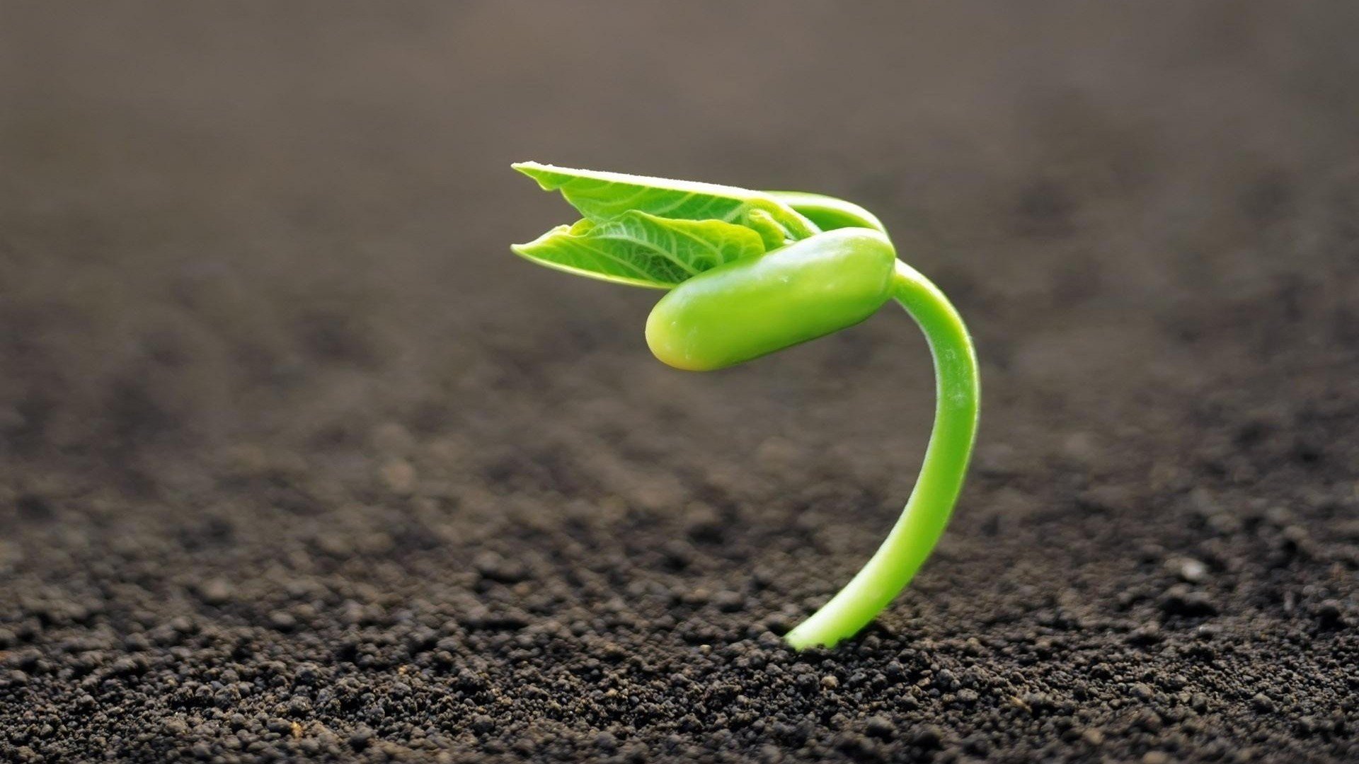 小清新,护眼壁纸,儿童桌面专用