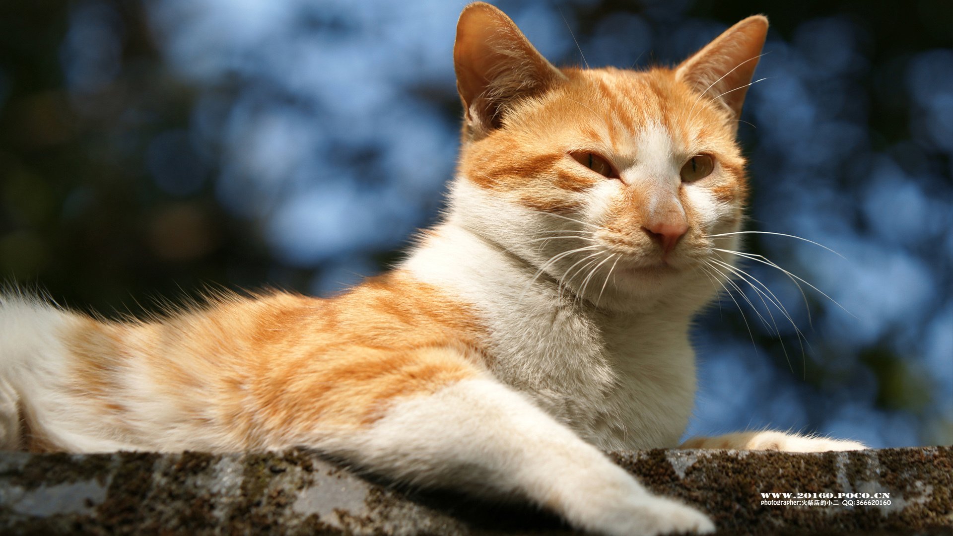 萌宠,猫,喵星人,可爱,古灵精怪,火柴摄影,@摄影师火柴店的小二,儿童桌面专用