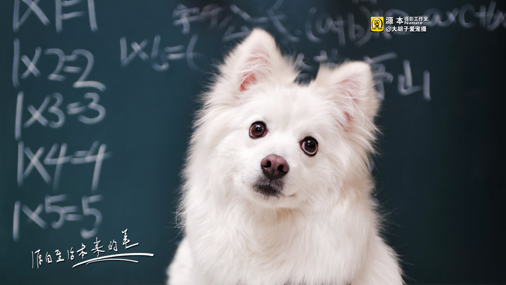 萌宠,源本摄影,独家首发,狗,@大胡子爱宠摄,儿童桌面专用