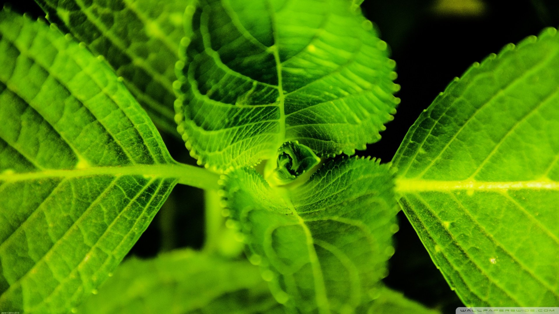 小清新,护眼壁纸,儿童桌面专用