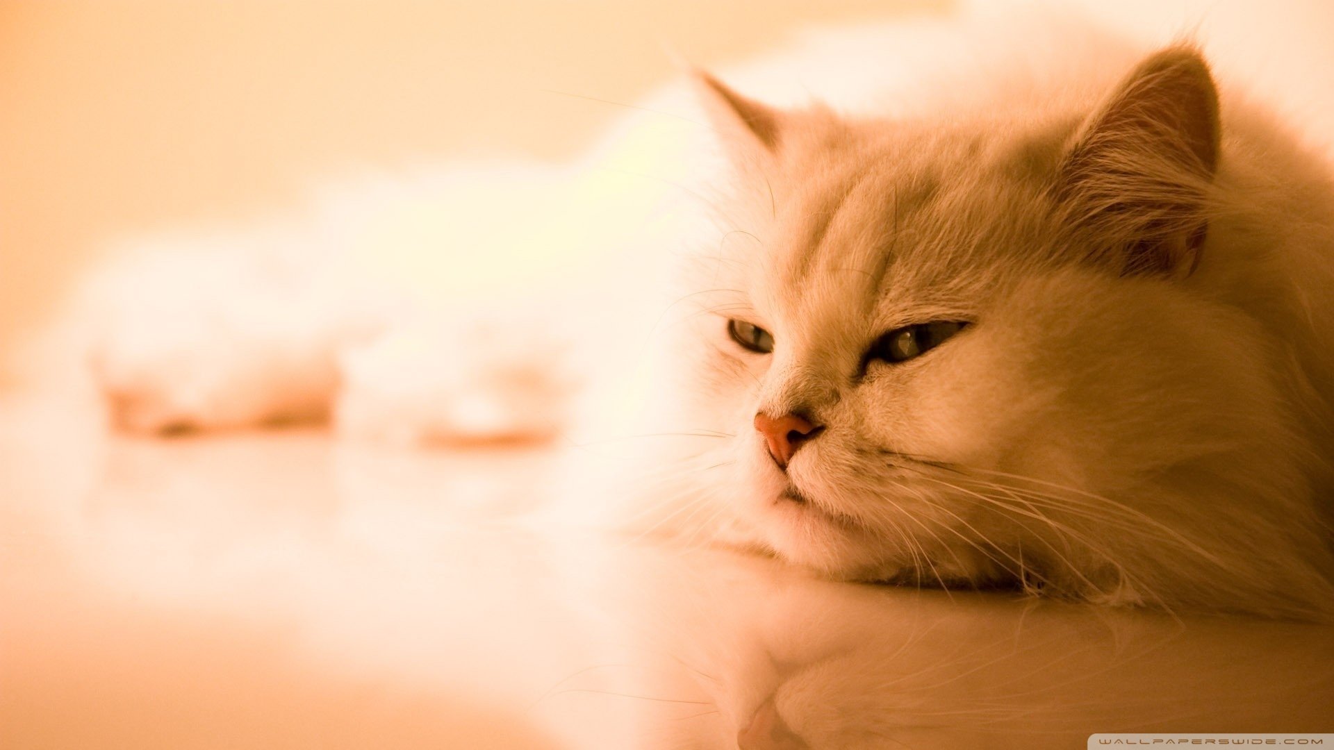 萌宠,喵星人,瞌睡,儿童桌面专用