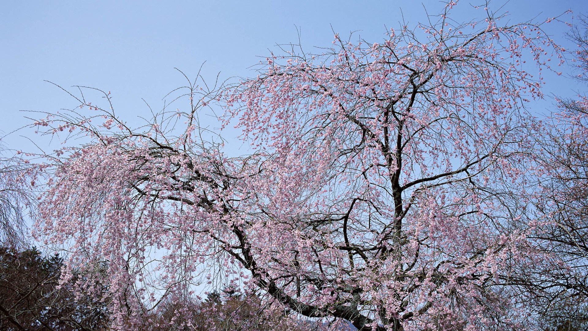 小清新,娇艳欲滴,花,儿童桌面专用