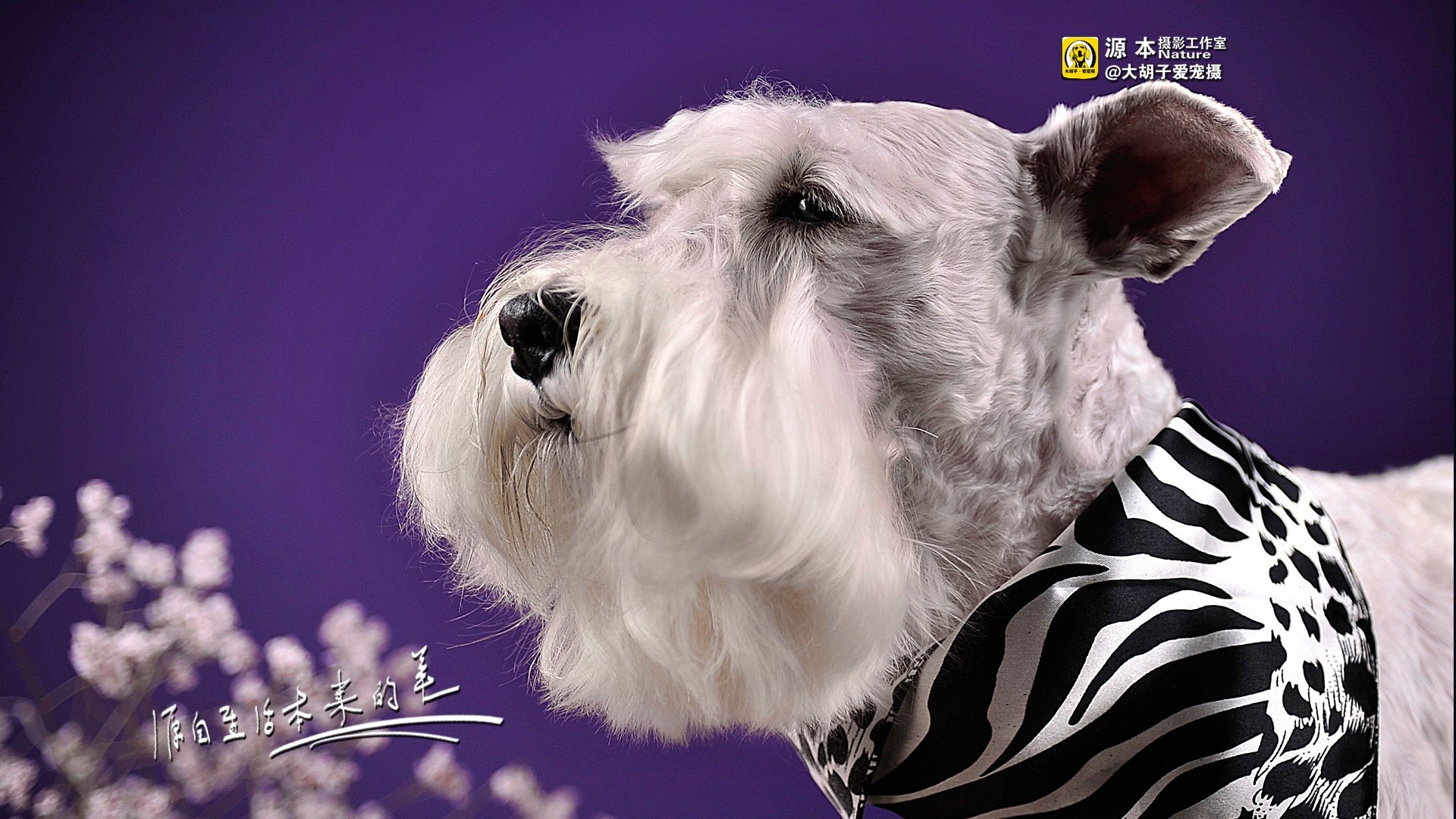 萌宠,雪纳瑞,汪星人,狗,狗狗,独家首发,源本摄影,@大胡子爱宠摄,儿童桌面专用