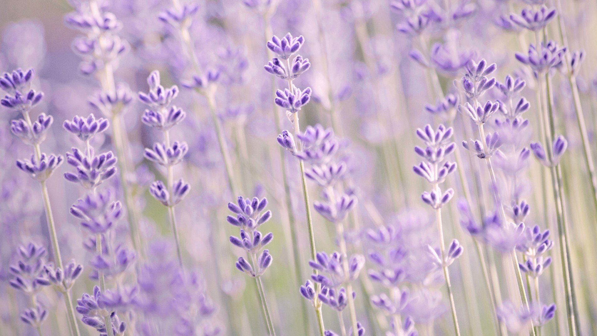 小清新,娇艳欲滴,花,儿童桌面专用