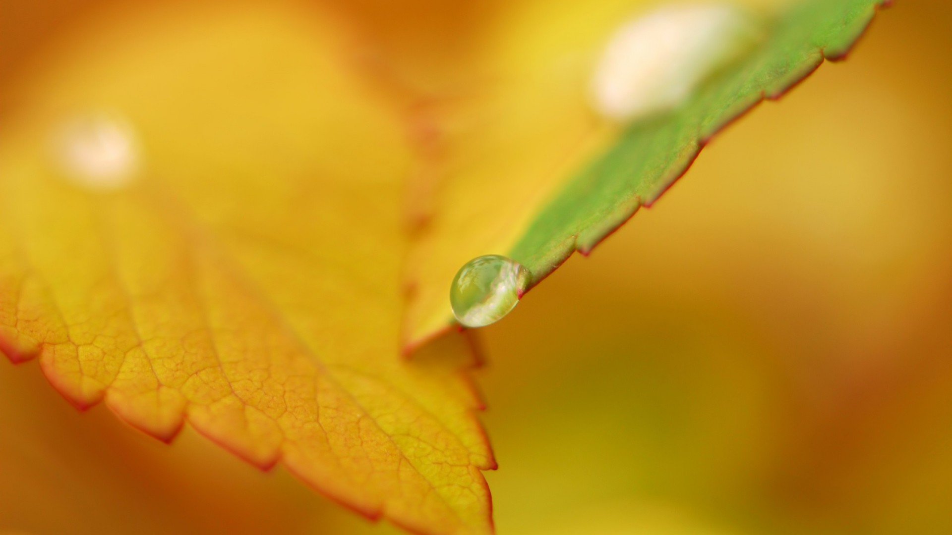 小清新,清新淡雅,儿童桌面专用
