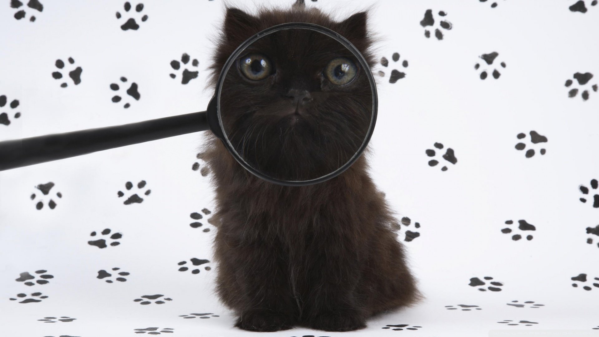 萌宠,猫,喵星人,可爱,卖萌图,古灵精怪,儿童桌面专用