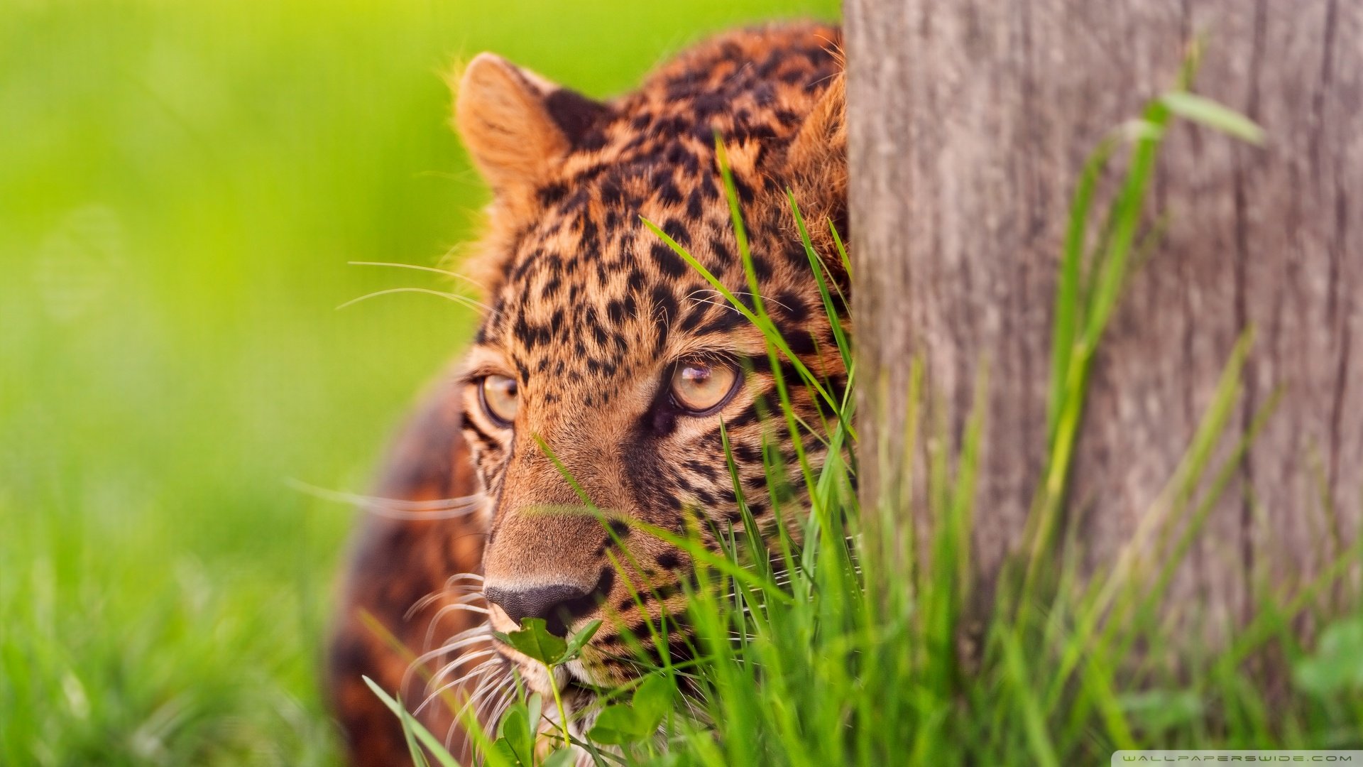 萌宠,野生动物,豹,儿童桌面专用