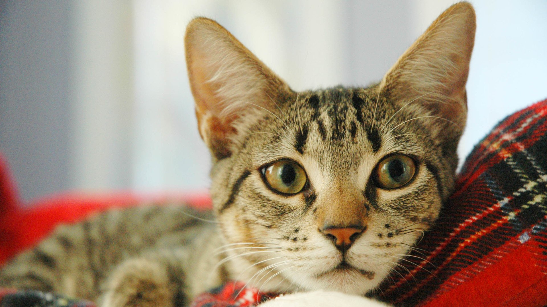 萌宠,喵星人,猫,猫咪,儿童桌面专用