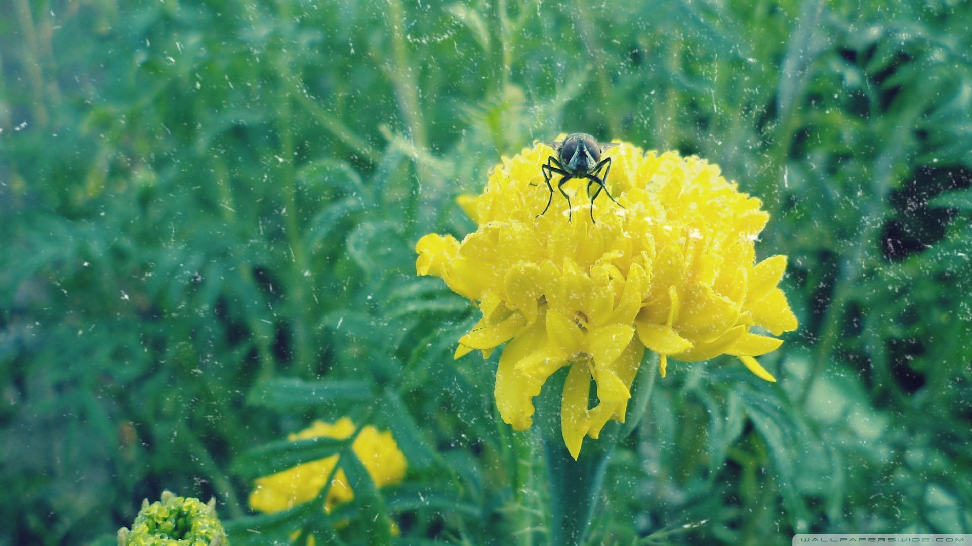 小清新,清新淡雅,儿童桌面专用