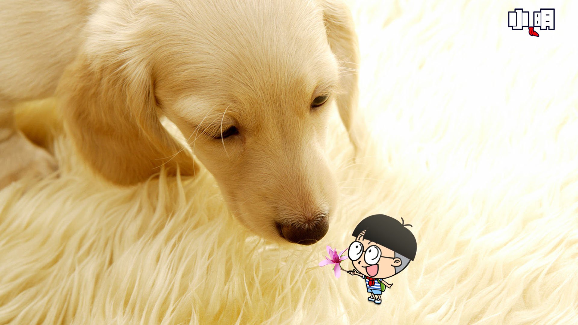 动漫,卡通,小明,独家首发,儿童桌面专用