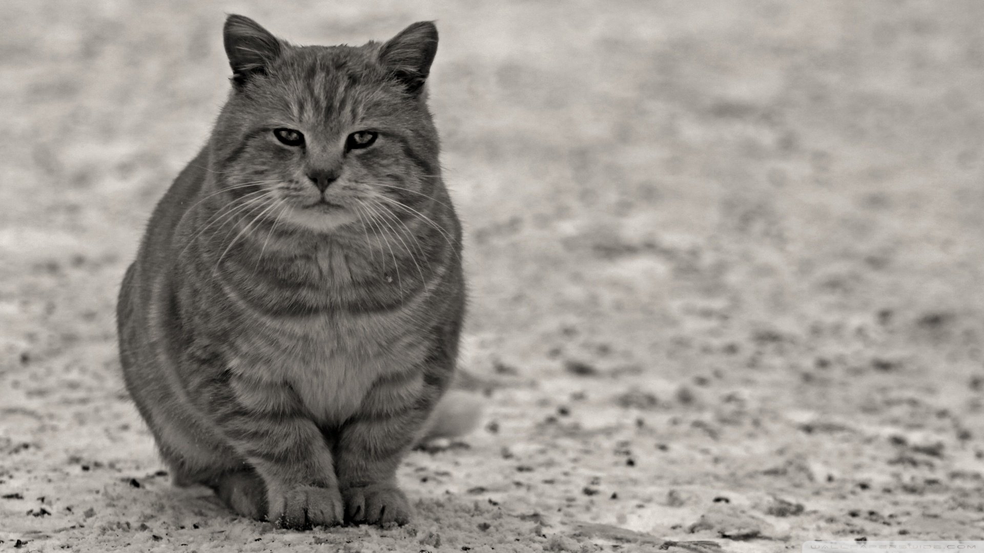 萌宠,喵星人,猫,猫咪,儿童桌面专用