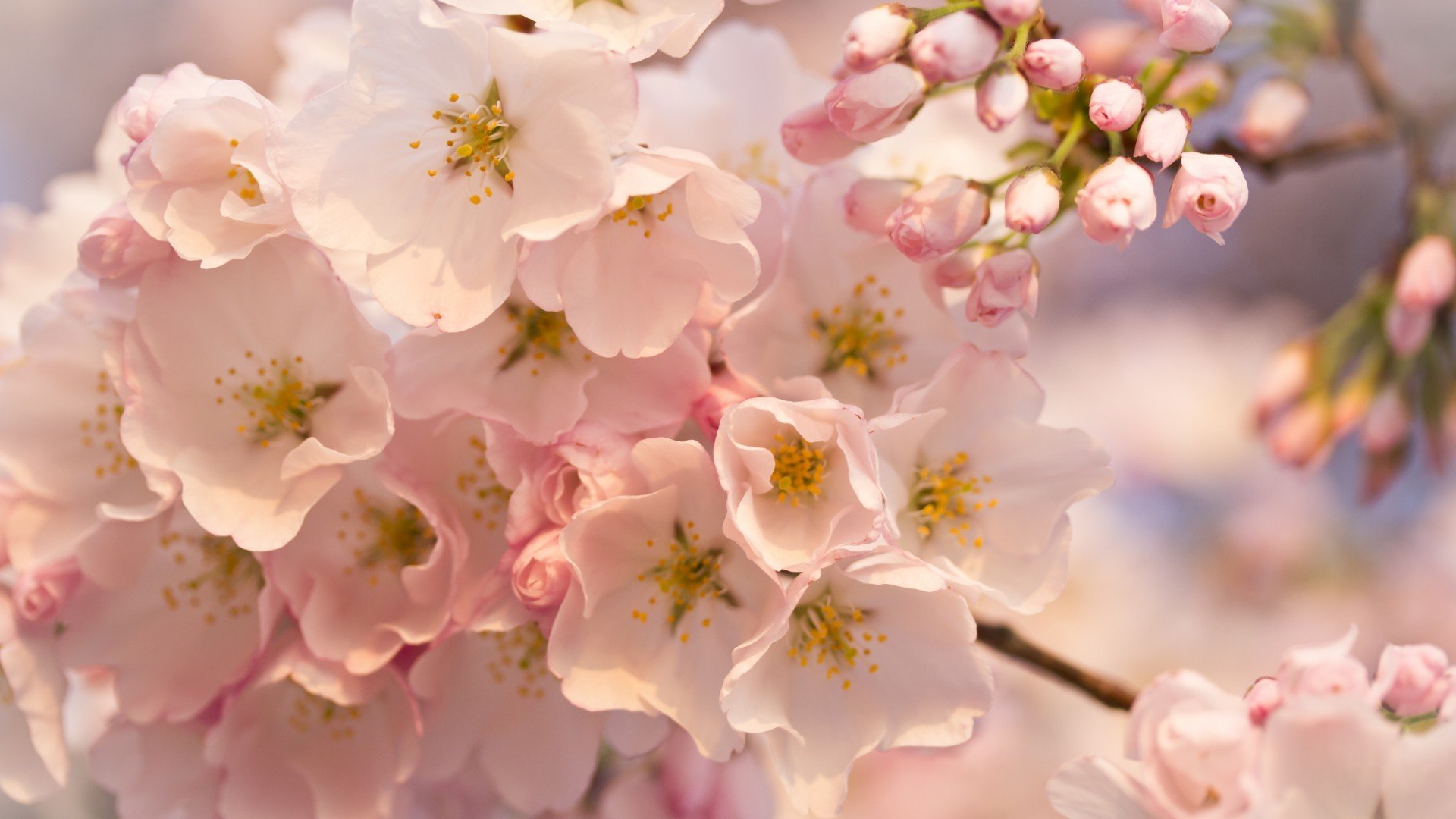 小清新,清新淡雅,花,儿童桌面专用