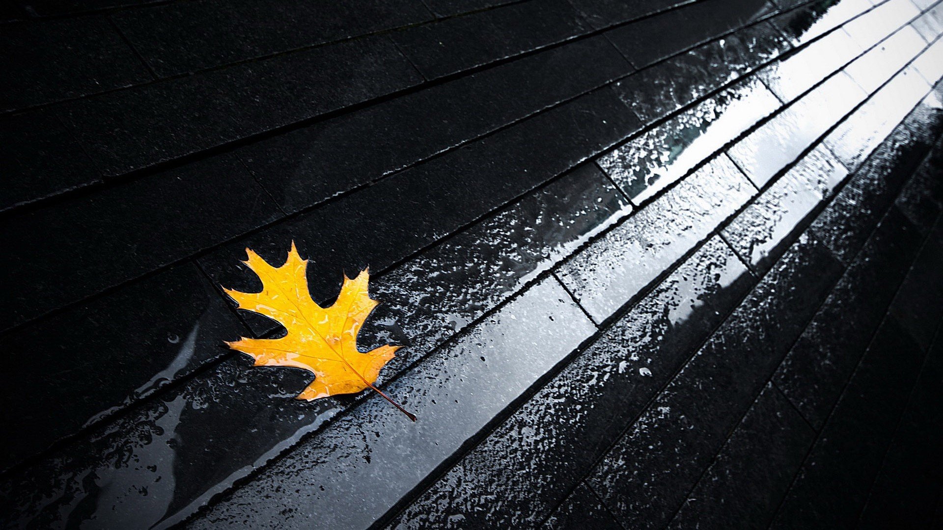 小清新,静物写真,枫叶,儿童桌面专用