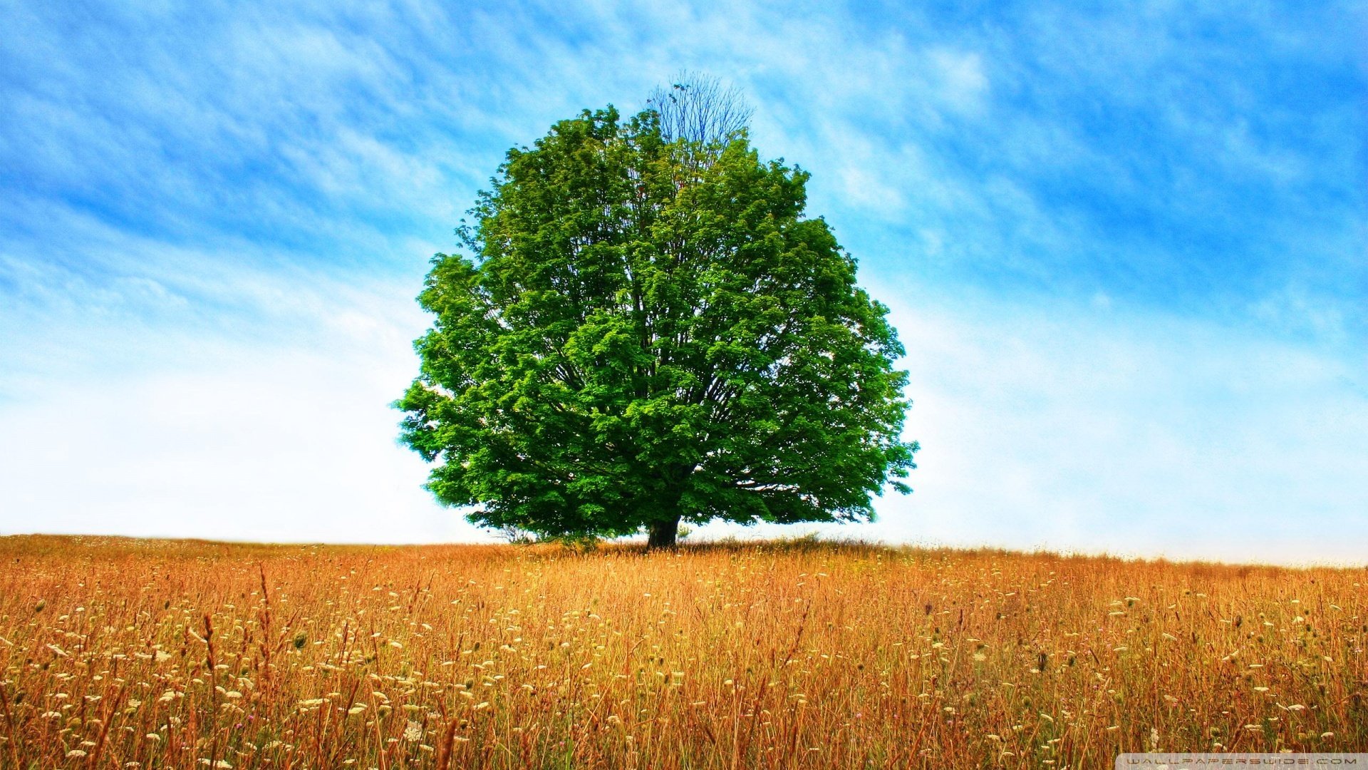 风景,春意盎然,儿童桌面专用