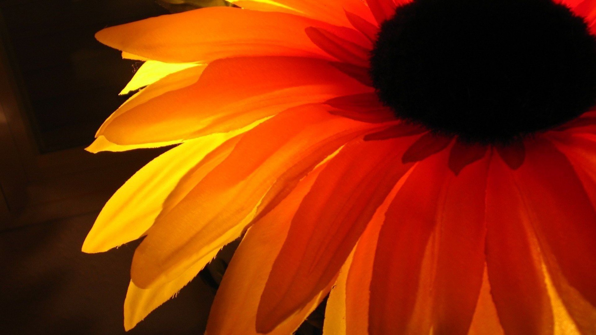 小清新,娇艳欲滴,花,儿童桌面专用