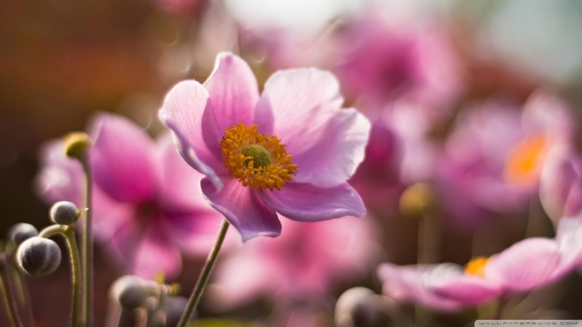 风景,春意盎然,儿童桌面专用