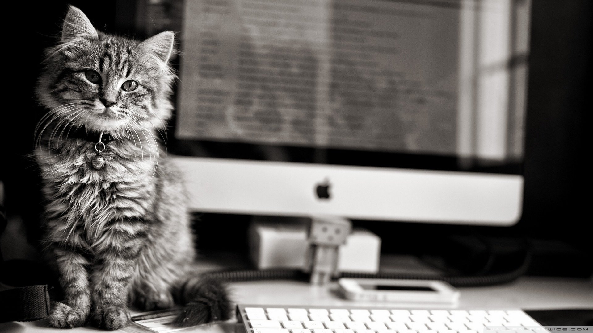 萌宠,喵星人,猫咪,猫,cat,儿童桌面专用