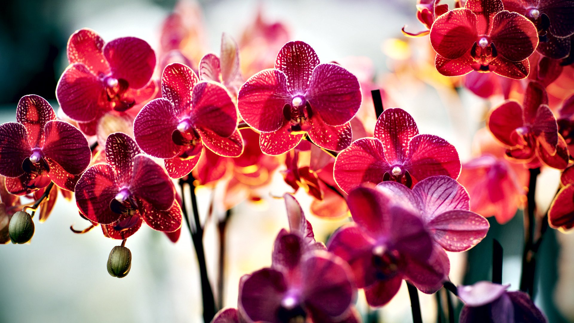 小清新,娇艳欲滴,花,儿童桌面专用