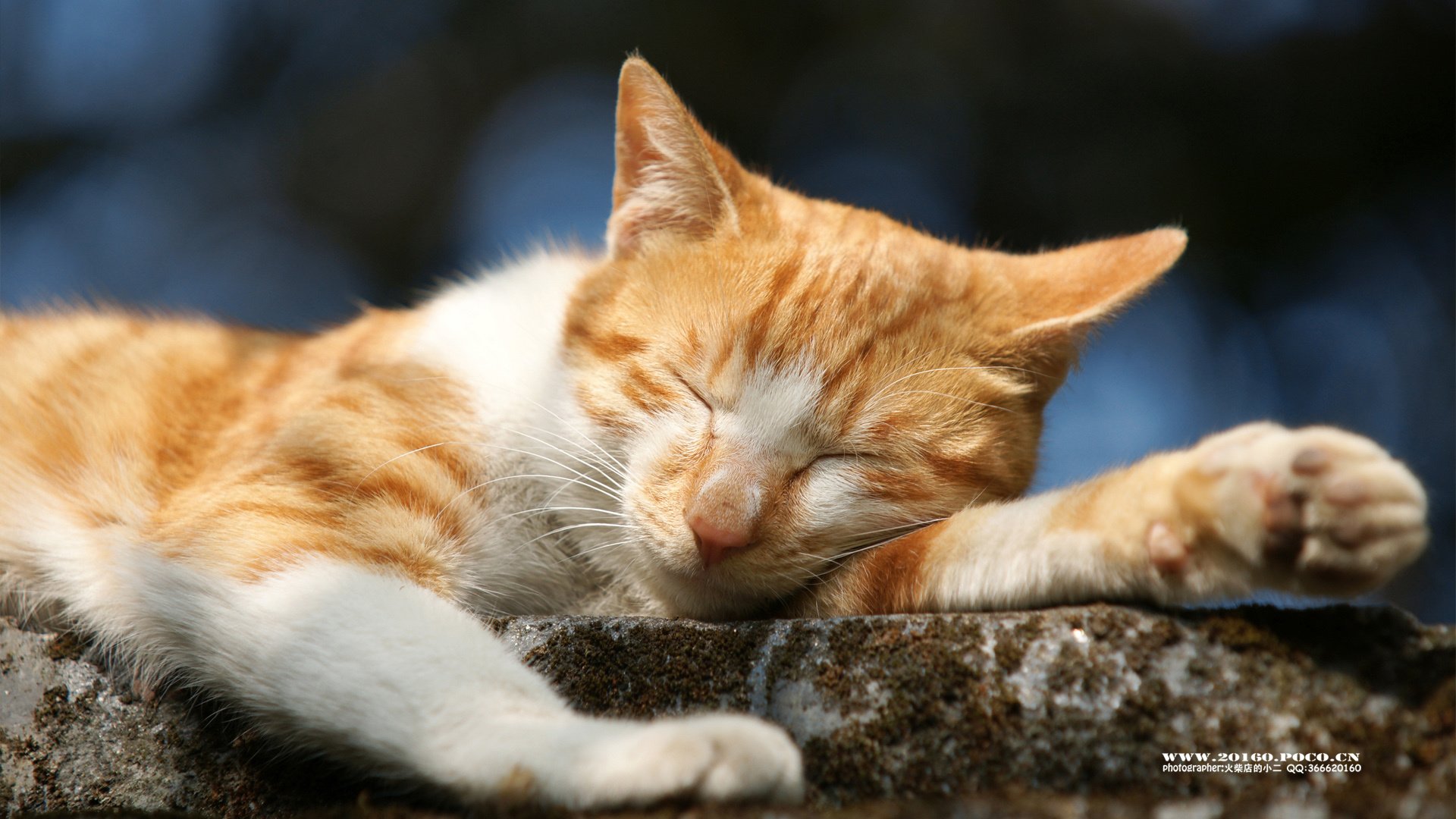 萌宠,猫,喵星人,可爱,古灵精怪,火柴摄影,@摄影师火柴店的小二,儿童桌面专用