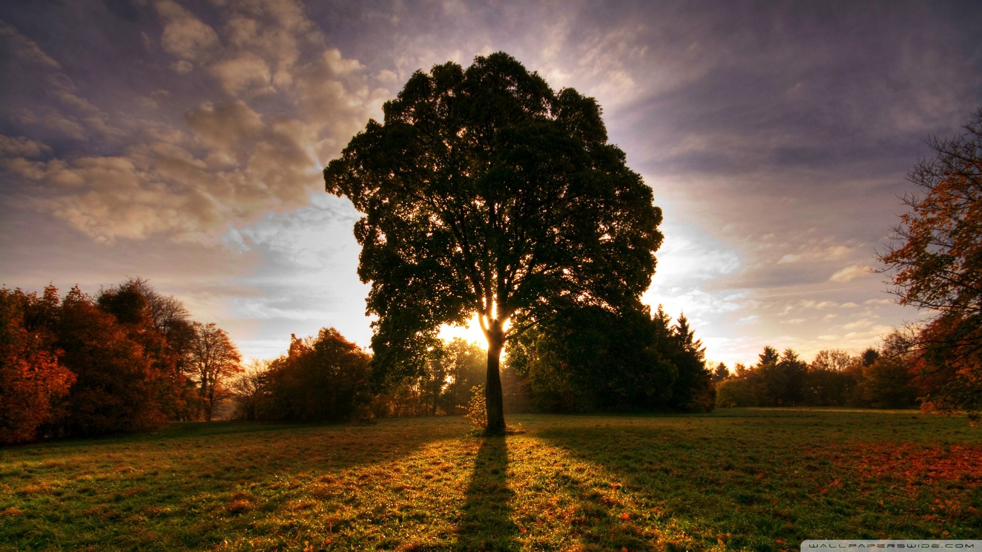 风景,树木,阳光,自然风光,摄影,儿童桌面专用