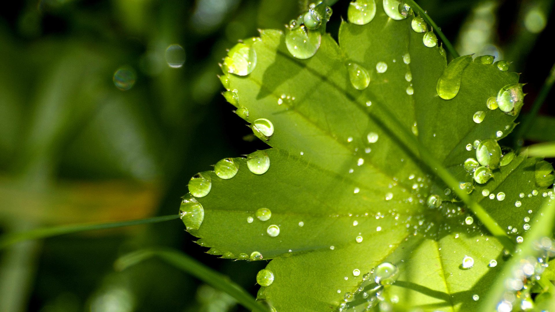 小清新,护眼壁纸,儿童桌面专用