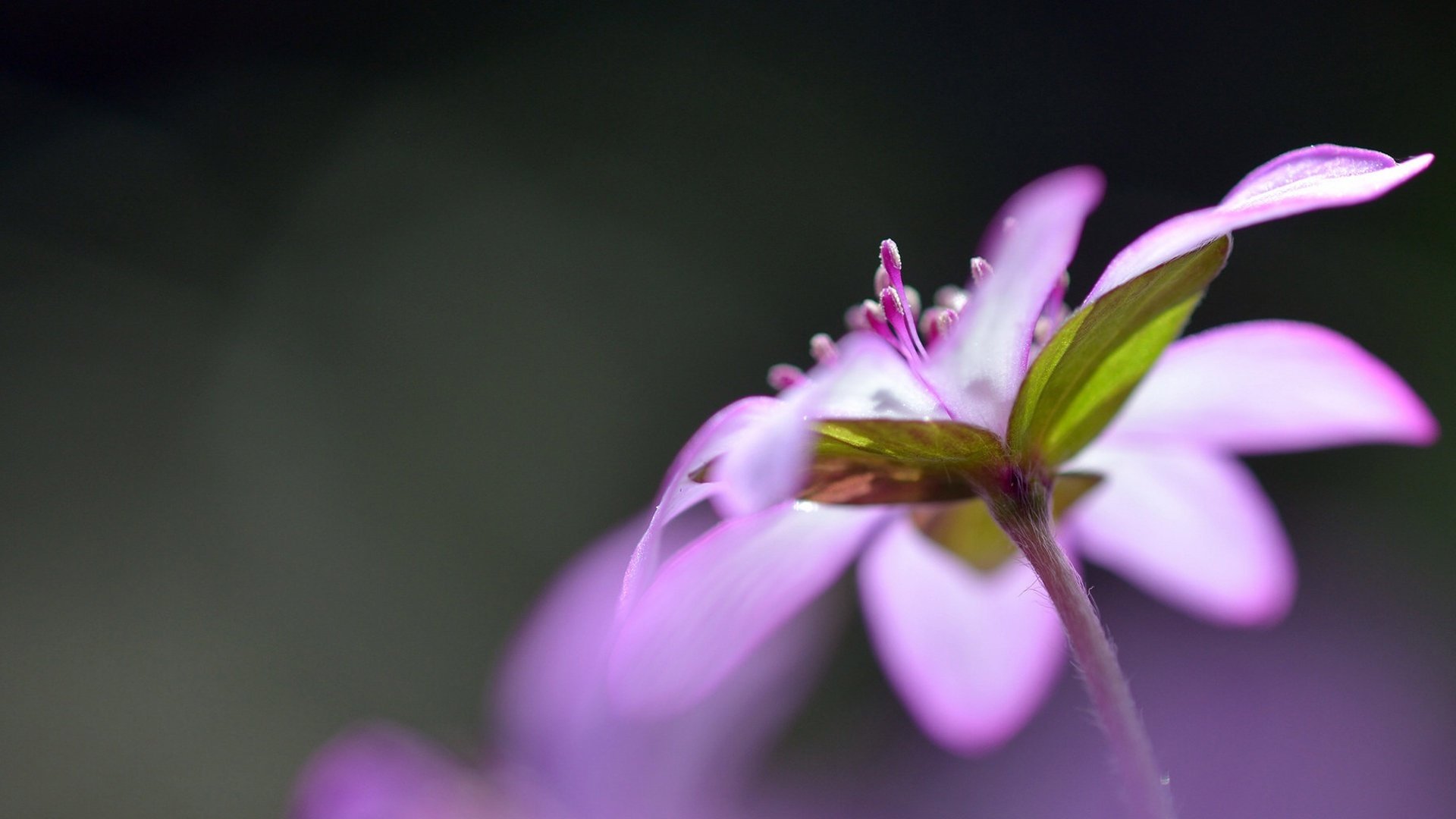 小清新,清新淡雅,儿童桌面专用