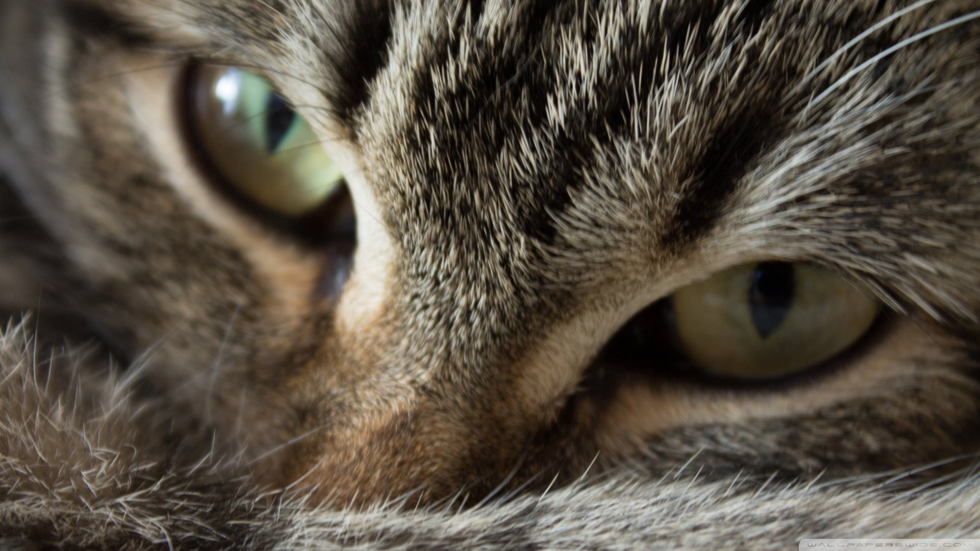 萌宠,汪星人,猫,猫咪,虎斑,美短,儿童桌面专用