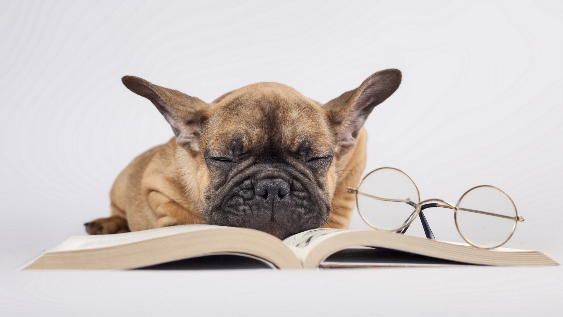 萌宠,可爱,汪星人,儿童桌面专用