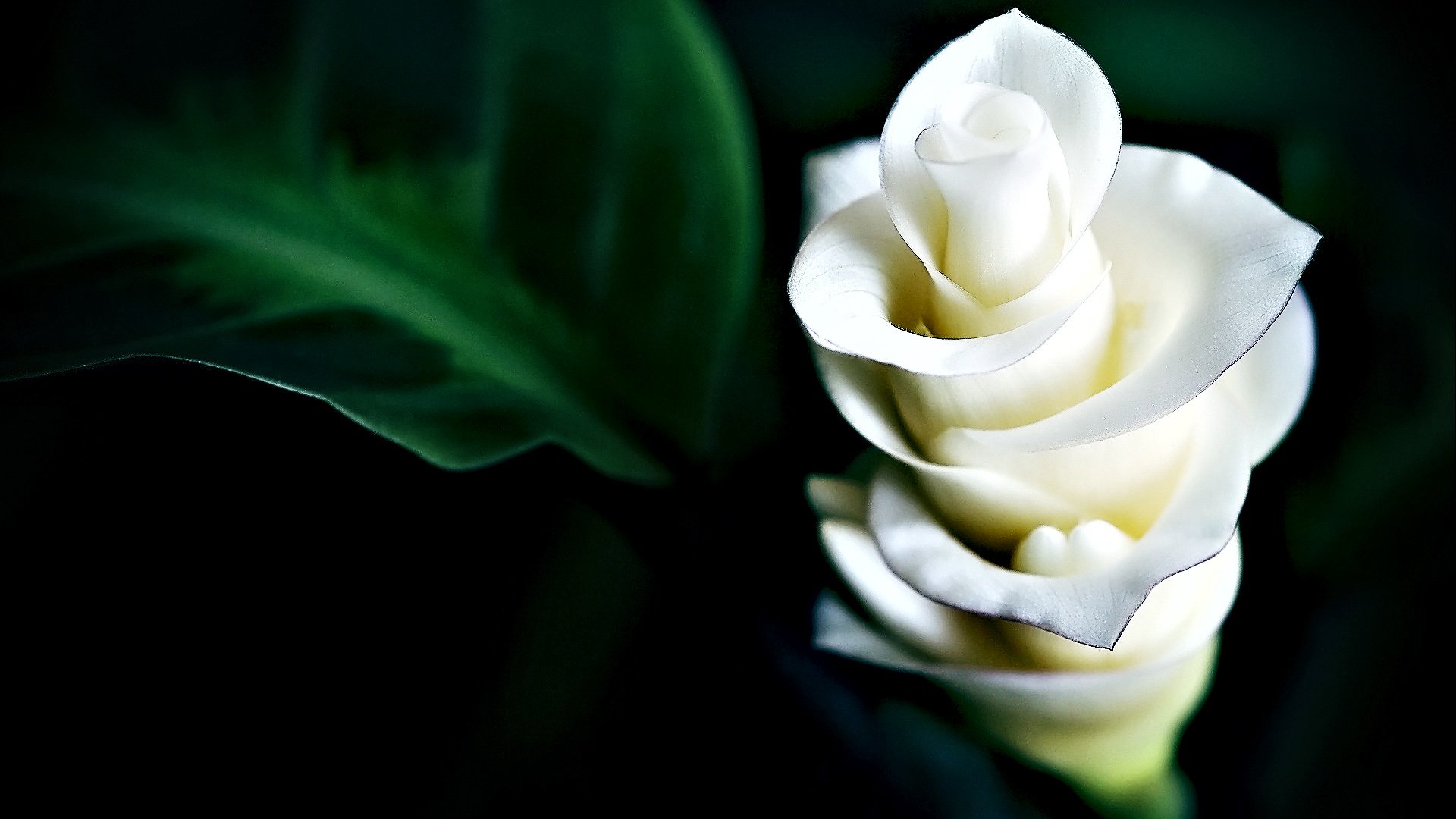 小清新,娇艳欲滴,花,儿童桌面专用