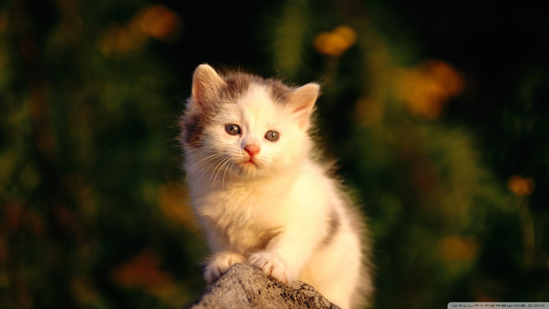 萌宠,猫,喵星人,可爱,卖萌图,古灵精怪,儿童桌面专用