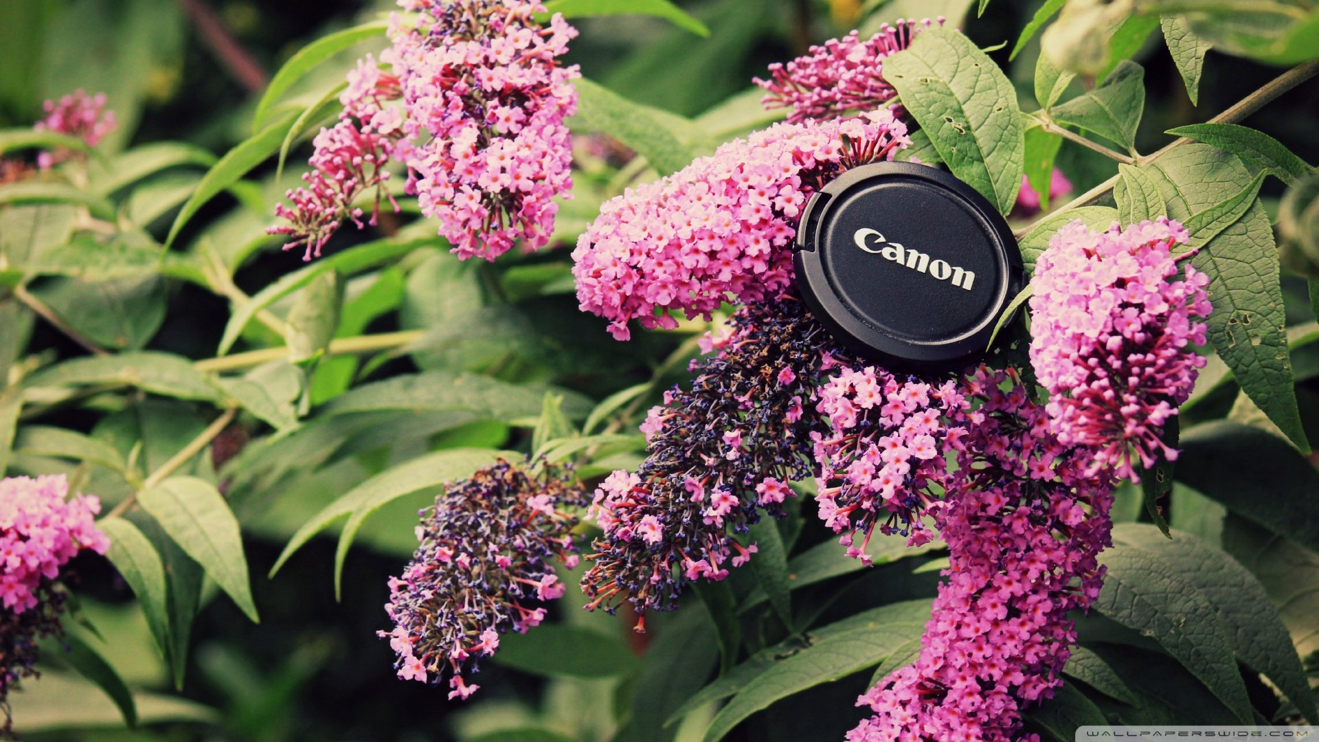 风景,春意盎然,儿童桌面专用