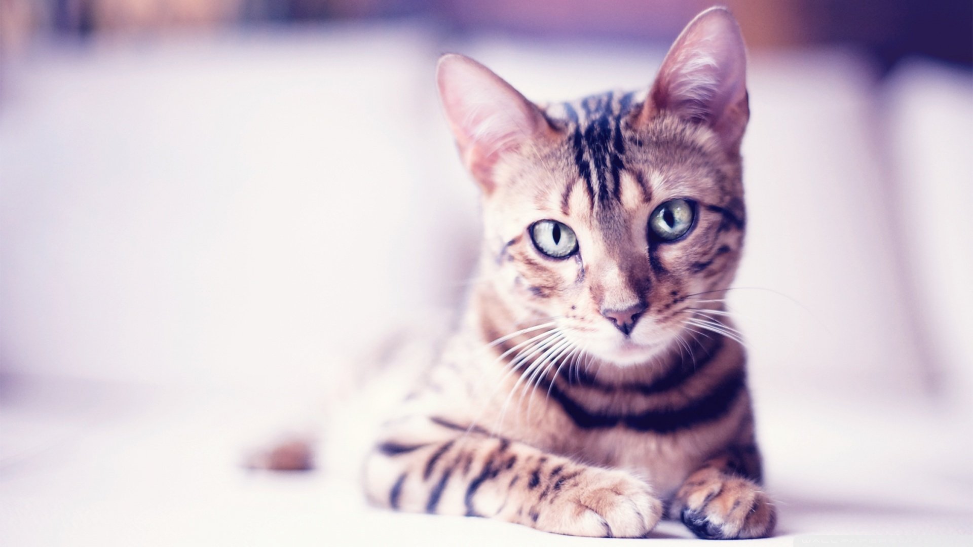 萌宠,猫,喵星人,可爱,卖萌图,古灵精怪,儿童桌面专用