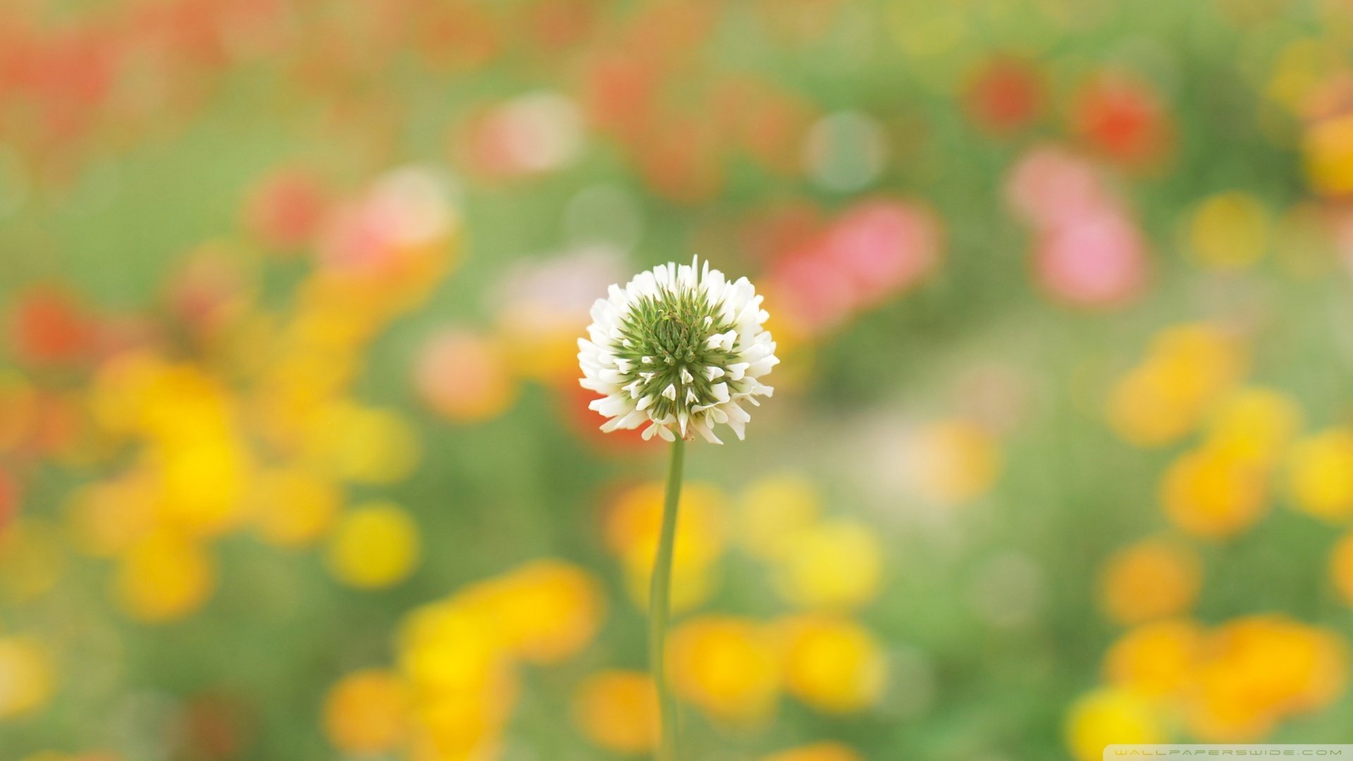 风景,春意盎然,春天,花,蒲公英,儿童桌面专用
