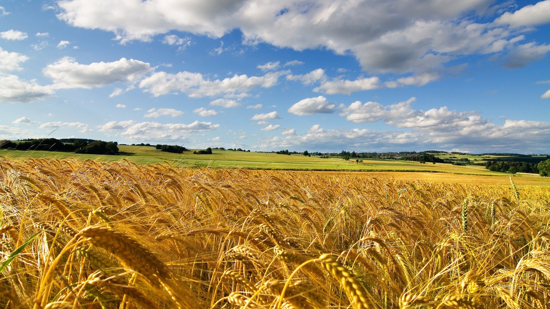 稻香,风景,秋天,收获,儿童桌面专用