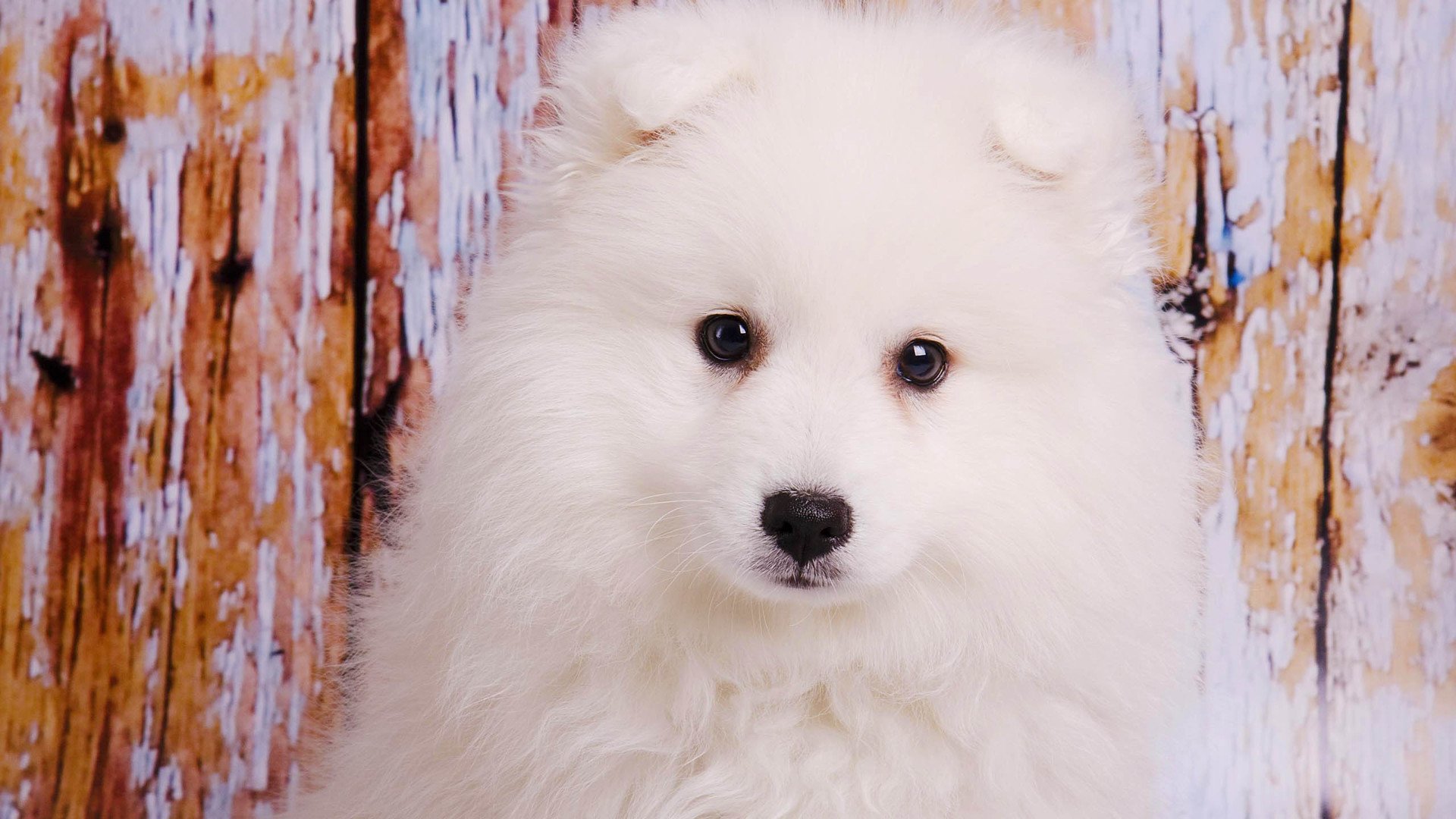 萌宠,可爱,汪星人,儿童桌面专用