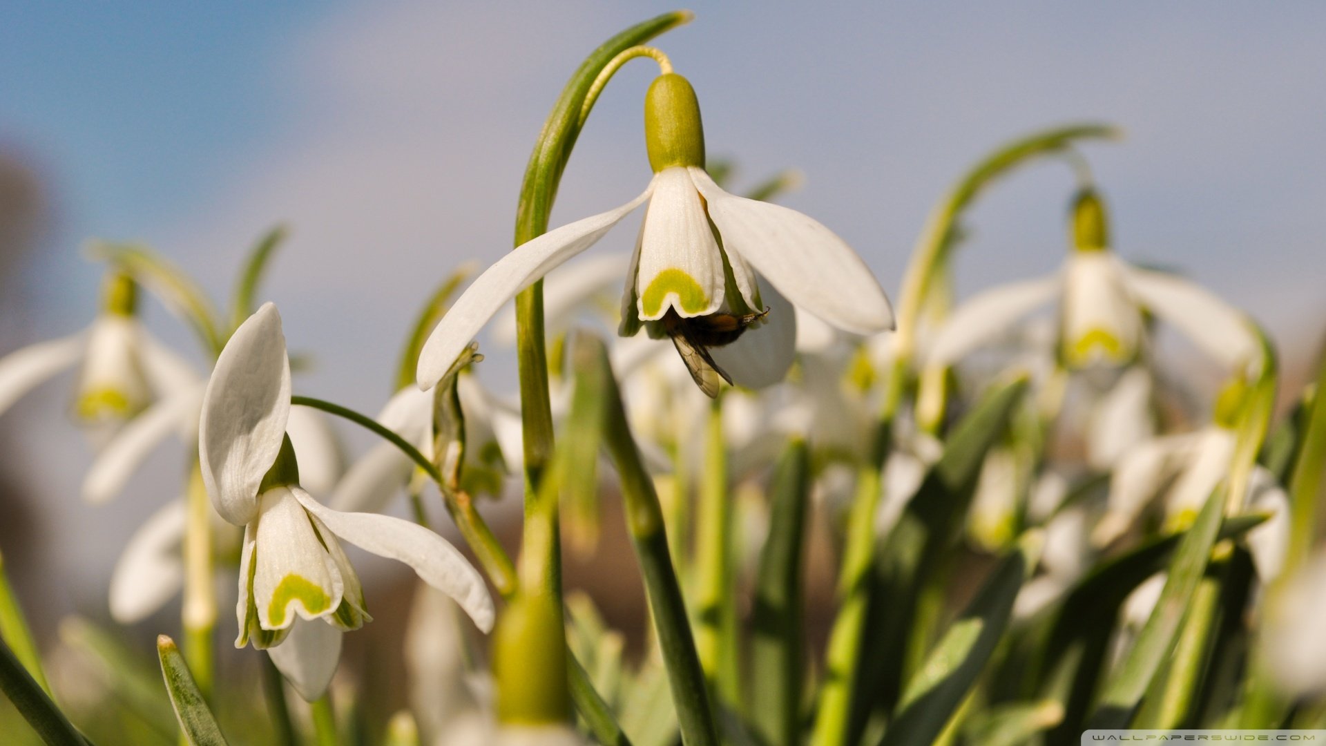 风景,春意盎然,儿童桌面专用