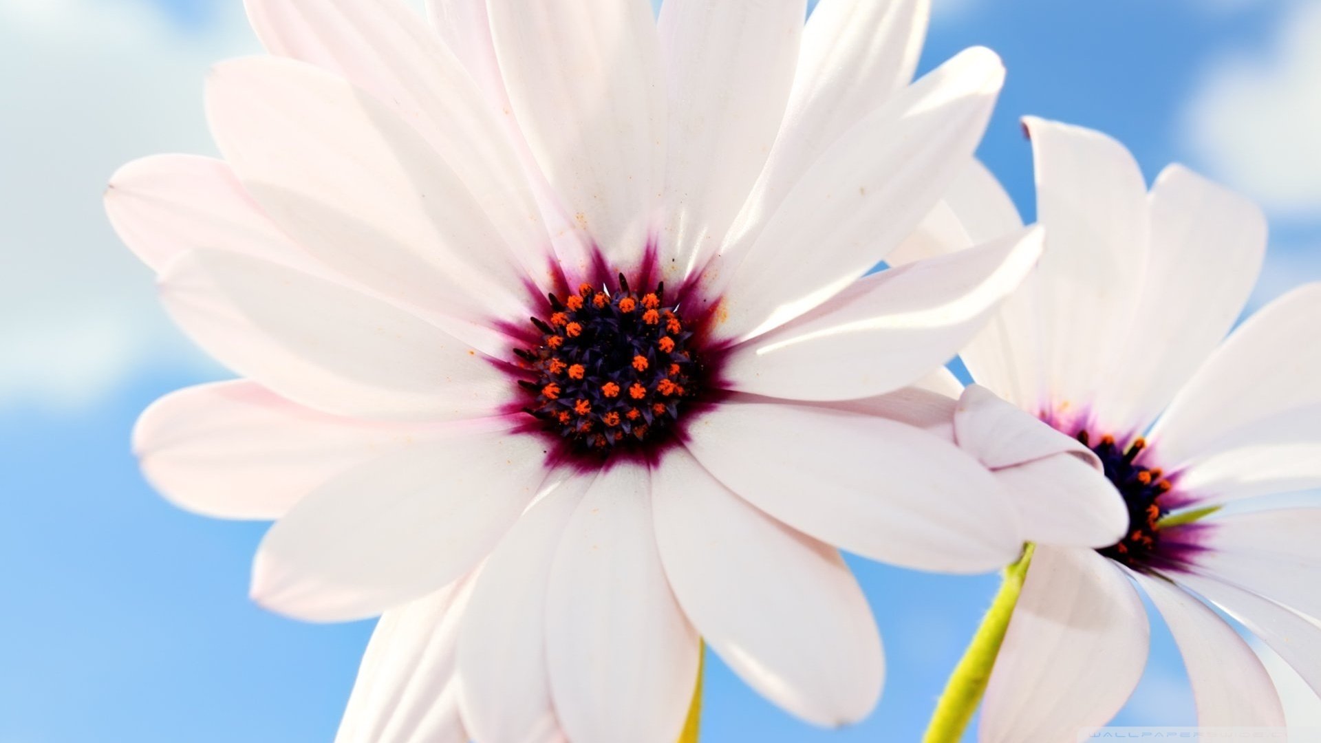 风景,春意盎然,春天,花,儿童桌面专用